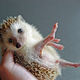 Illustration for article titled Hedgehogs Run A Marathon Every Night